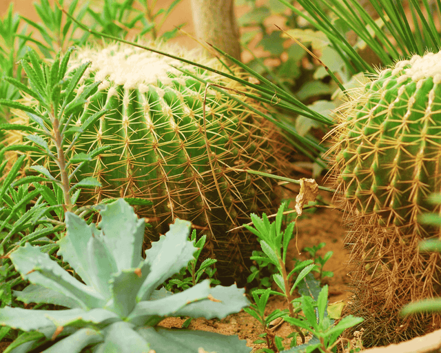 El Jacal team involved in community agricultural projects